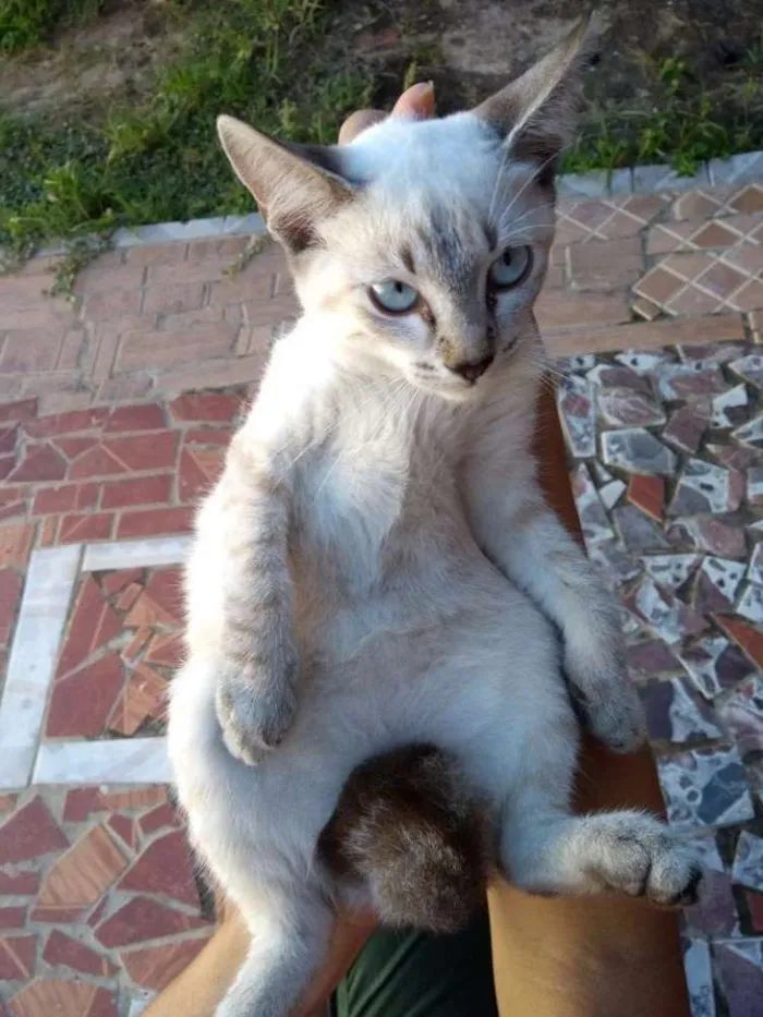 Gato ra a Siamês  idade 2 a 6 meses nome Maya