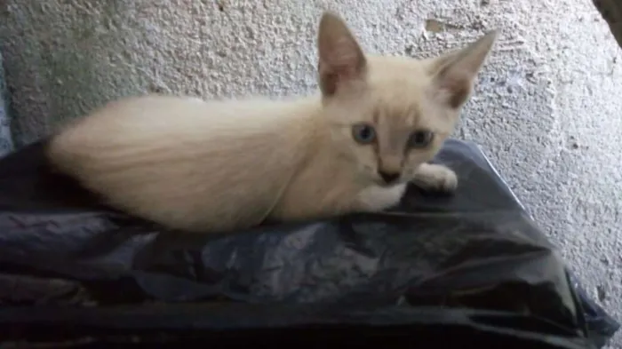 Gato ra a  idade 2 a 6 meses nome Lili e Lua 