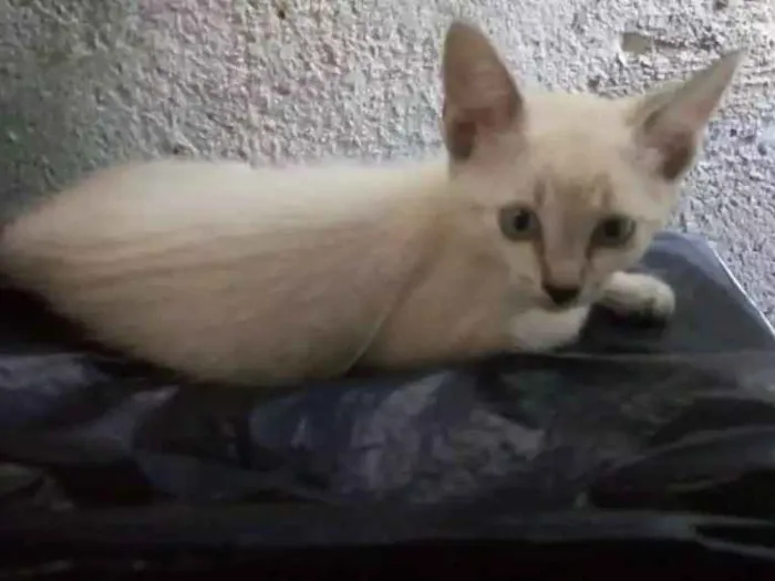 Gato ra a  idade 2 a 6 meses nome Lili e Lua 