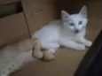 Lili e Lua 