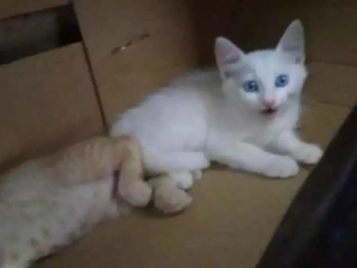 Gato ra a  idade 2 a 6 meses nome Lili e Lua 