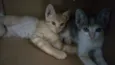 Lili e Lua 