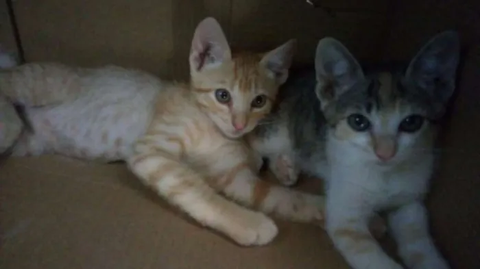 Gato ra a  idade 2 a 6 meses nome Lili e Lua 