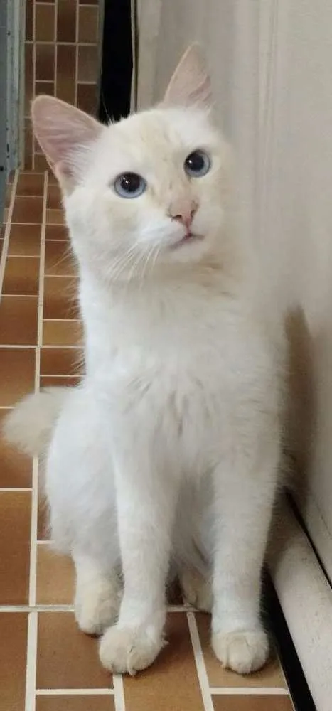 Gato ra a Vira-lata idade 3 anos nome Florindo