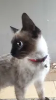 Bibi