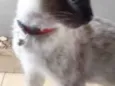 Bibi