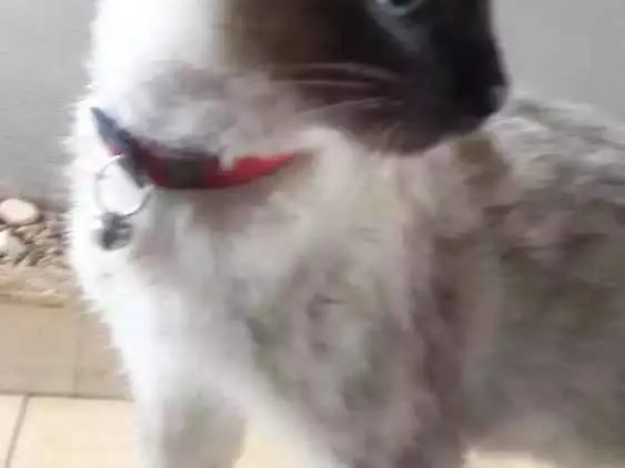 Gato raça Siamesa idade 2 a 6 meses nome Bibi