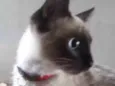 Bibi