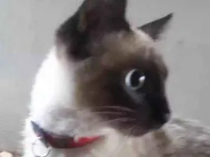 Gato raça Siamesa idade 2 a 6 meses nome Bibi