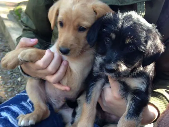 Cachorro ra a Não sei  idade 2 a 6 meses nome Lupa
