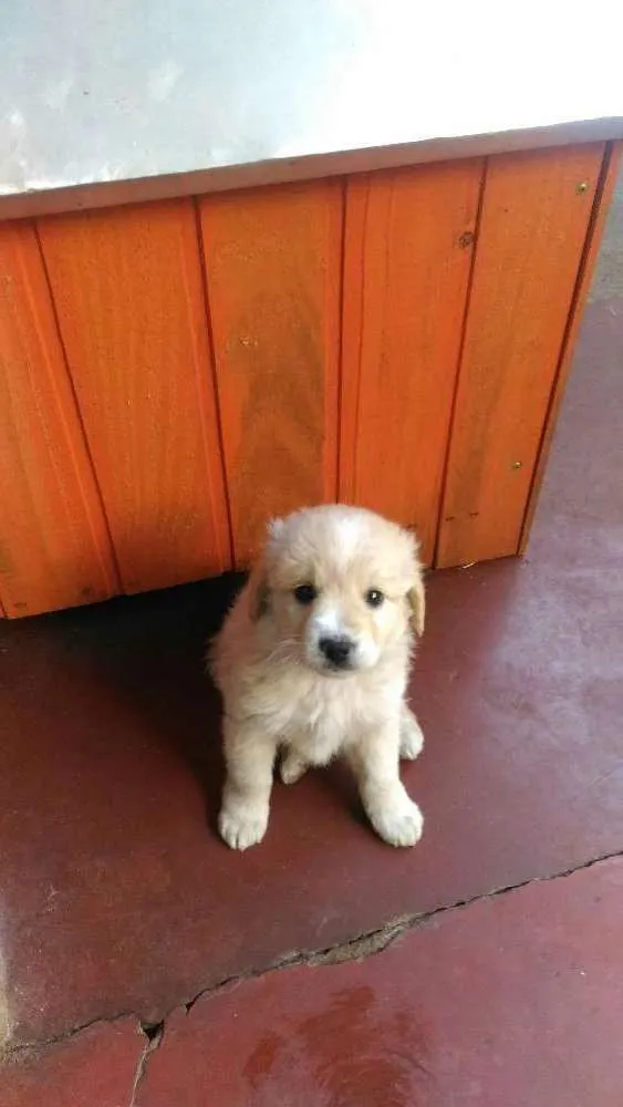 Cachorro ra a Vira lata idade 2 a 6 meses nome Tobe
