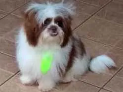 Cachorro raça Shitzu idade 2 a 6 meses nome Thor