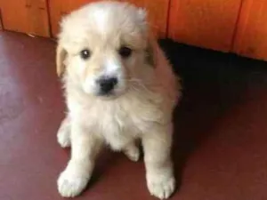 Cachorro raça Vira lata idade 2 a 6 meses nome Tobe