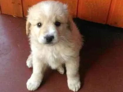 Cachorro ra a Vira lata idade 2 a 6 meses nome Tobe