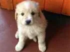 Cachorro raça Vira lata idade 2 a 6 meses nome Tobe