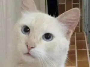 Gato raça Vira-lata idade 3 anos nome Florindo
