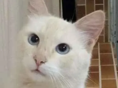 Gato ra a Vira-lata idade 3 anos nome Florindo