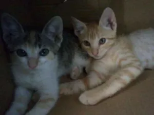 Gato raça  idade 2 a 6 meses nome Lili e Lua 