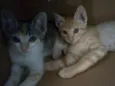 Lili e Lua