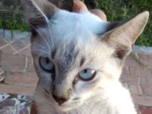 Gato raça Siamês  idade 2 a 6 meses nome Maya
