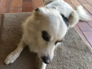Cachorro raça Vira lata idade 6 ou mais anos nome Ayla