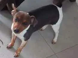 Cachorro raça FOX PAULISTINHA idade 7 a 11 meses nome SPAKE