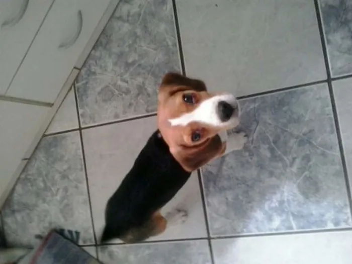 Cachorro ra a beagle idade 3 anos nome bob