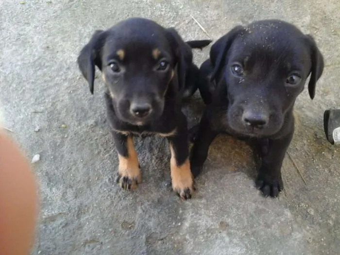 Cachorro raça Labrador com mestiço d dalmata idade Abaixo de 2 meses nome filhote