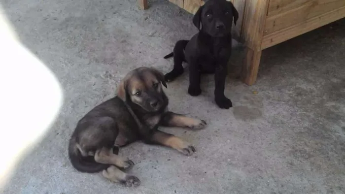 Cachorro raça Labrador com mestiço d dalmata idade Abaixo de 2 meses nome filhote