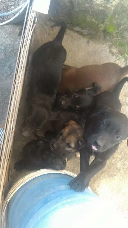 Cachorro raça Labrador com mestiço d dalmata idade Abaixo de 2 meses nome filhote