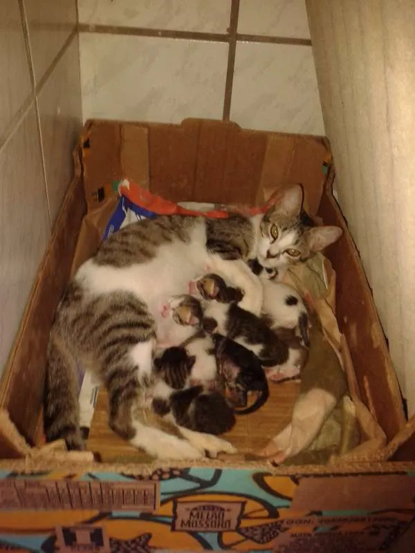 Gato raça SRD idade Abaixo de 2 meses nome Nâo definido