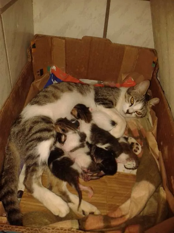 Gato raça SRD idade Abaixo de 2 meses nome Nâo definido