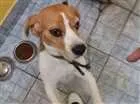 Cachorro raça beagle idade 3 anos nome bob