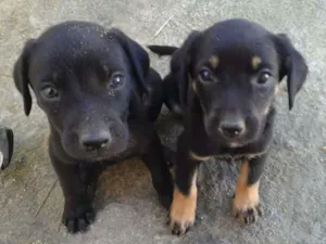 Cachorro raça Labrador com mestiço d dalmata idade Abaixo de 2 meses nome filhote