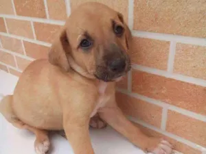 Cachorro raça Vira lata idade 2 a 6 meses nome Ainda não tem