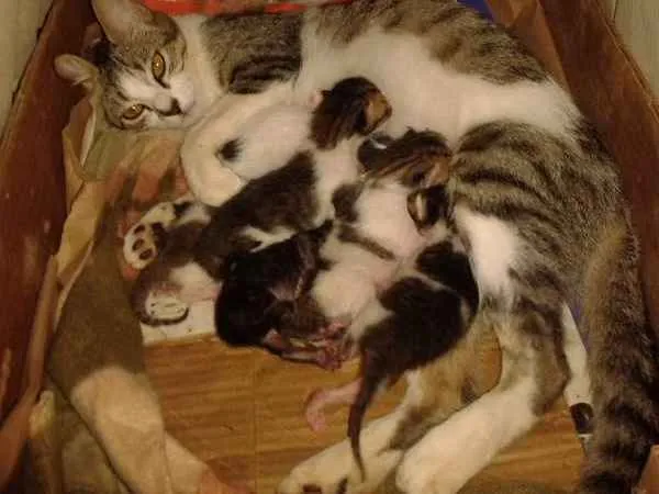 Gato raça SRD idade Abaixo de 2 meses nome Nâo definido