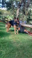 Duque 