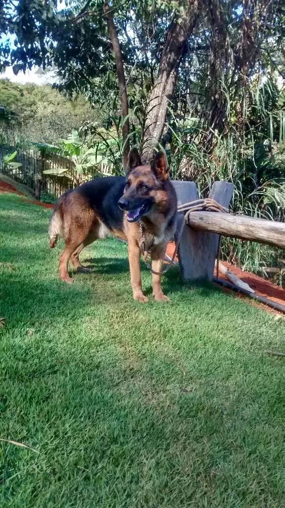 Cachorro ra a Pastor alemão idade 6 ou mais anos nome Duque 