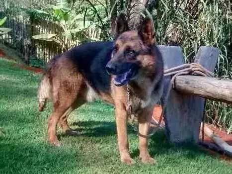 Cachorro ra a Pastor alemão idade 6 ou mais anos nome Duque 