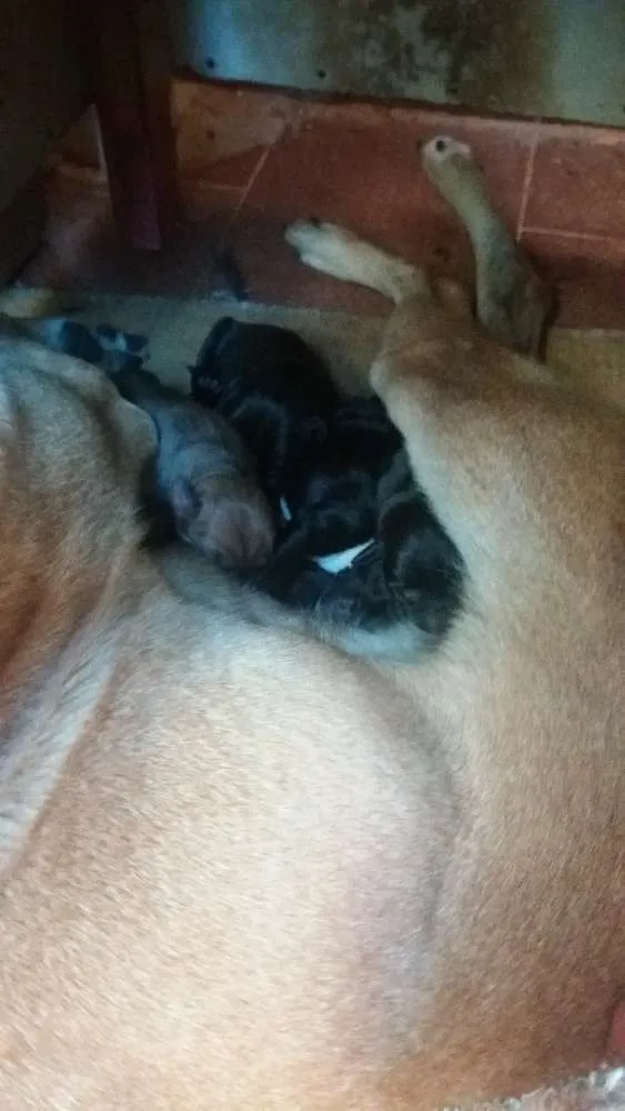 Cachorro ra a Vira Lata idade 1 ano nome Mel