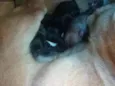 Mel