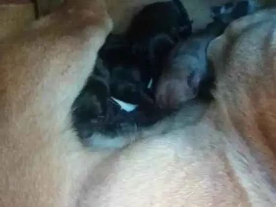 Cachorro ra a Vira Lata idade 1 ano nome Mel