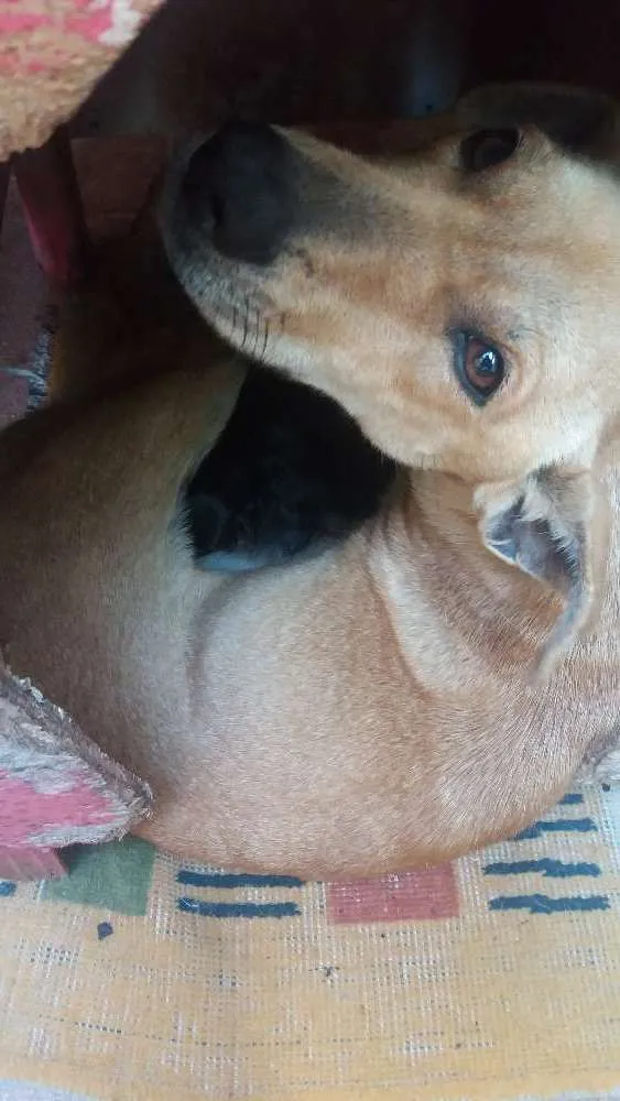 Cachorro ra a Vira Lata idade 1 ano nome Mel