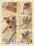 Samanta