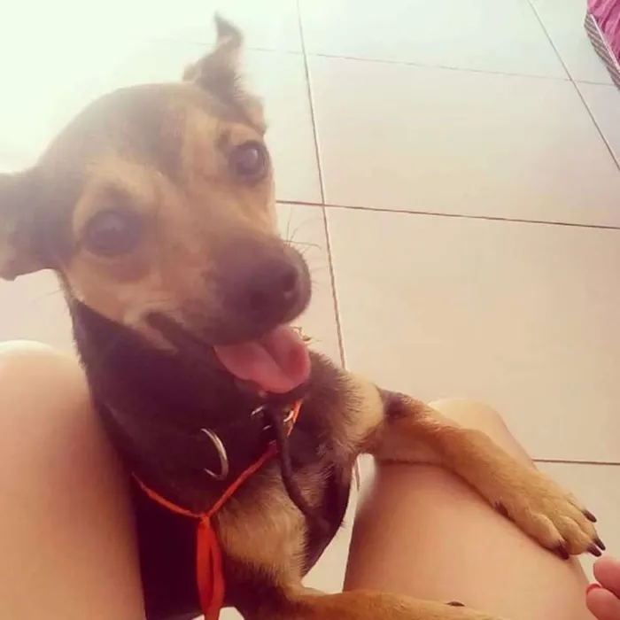 Cachorro ra a Vira-lata idade 1 ano nome Lisa