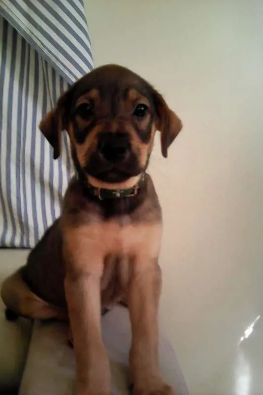 Cachorro raça srd idade 2 a 6 meses nome sem nome ainda