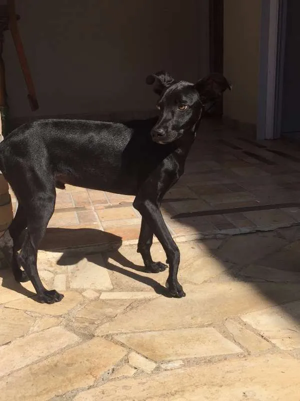 Cachorro raça vira lata idade 7 a 11 meses nome sem nome