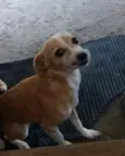Adeli 