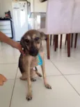 Pingo