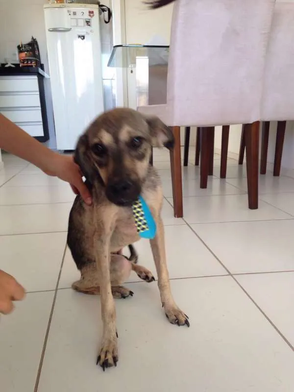 Cachorro raça Sem raça definida idade 1 ano nome Pingo